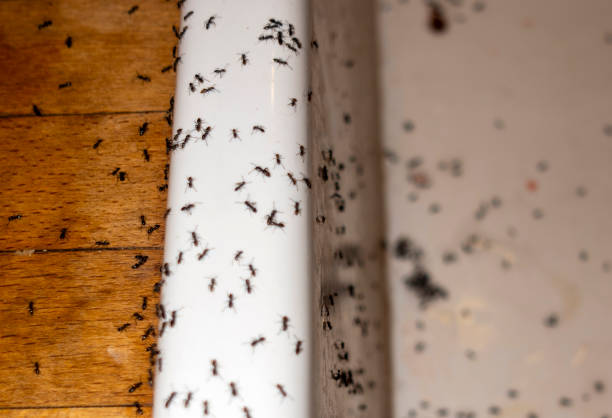 Best Best Pest Control Companies  in Marshall, MN
